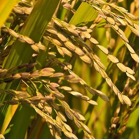 Hotell La Torre Dei Canonici 3*